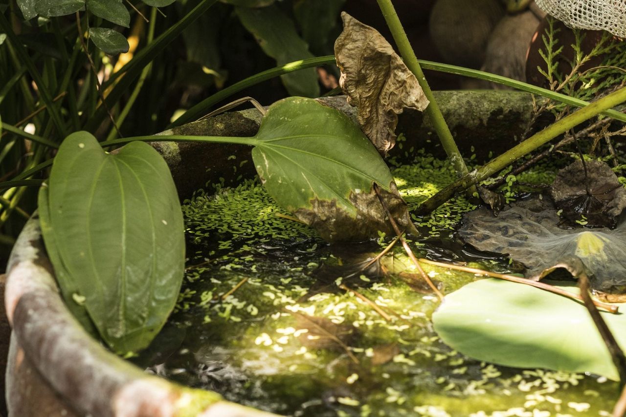 DIY Patio Water Garden