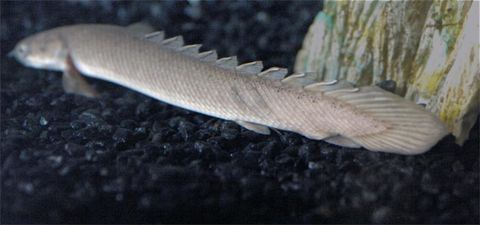Incredible Fish Armor Could Suit Soldiers | Live Science