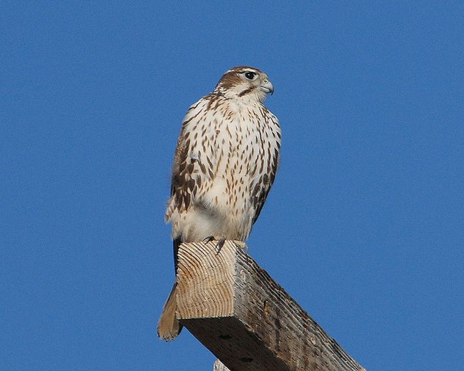 Prairie Falcon