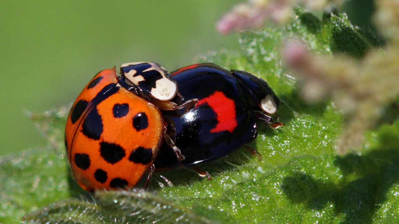 161031-ladybirds.jpg