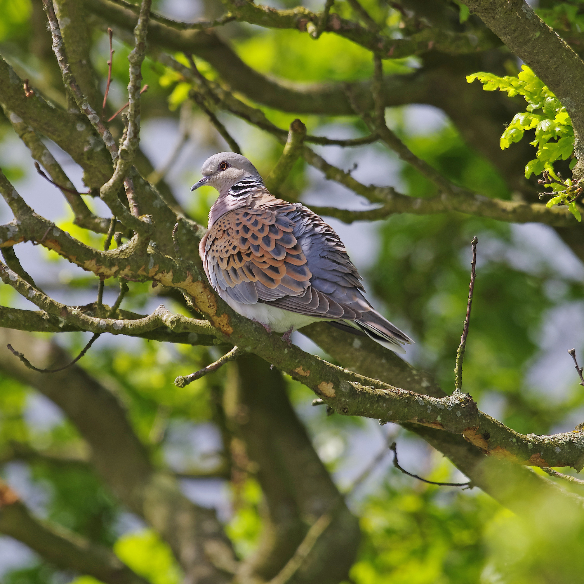 Turtle dove perched in a tree in Swindon.