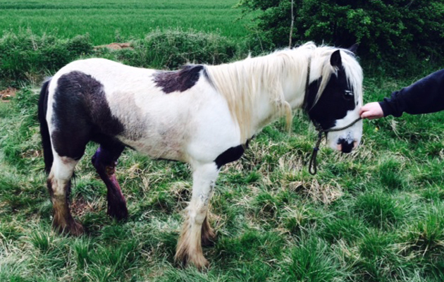 RSPCA-pony.jpg