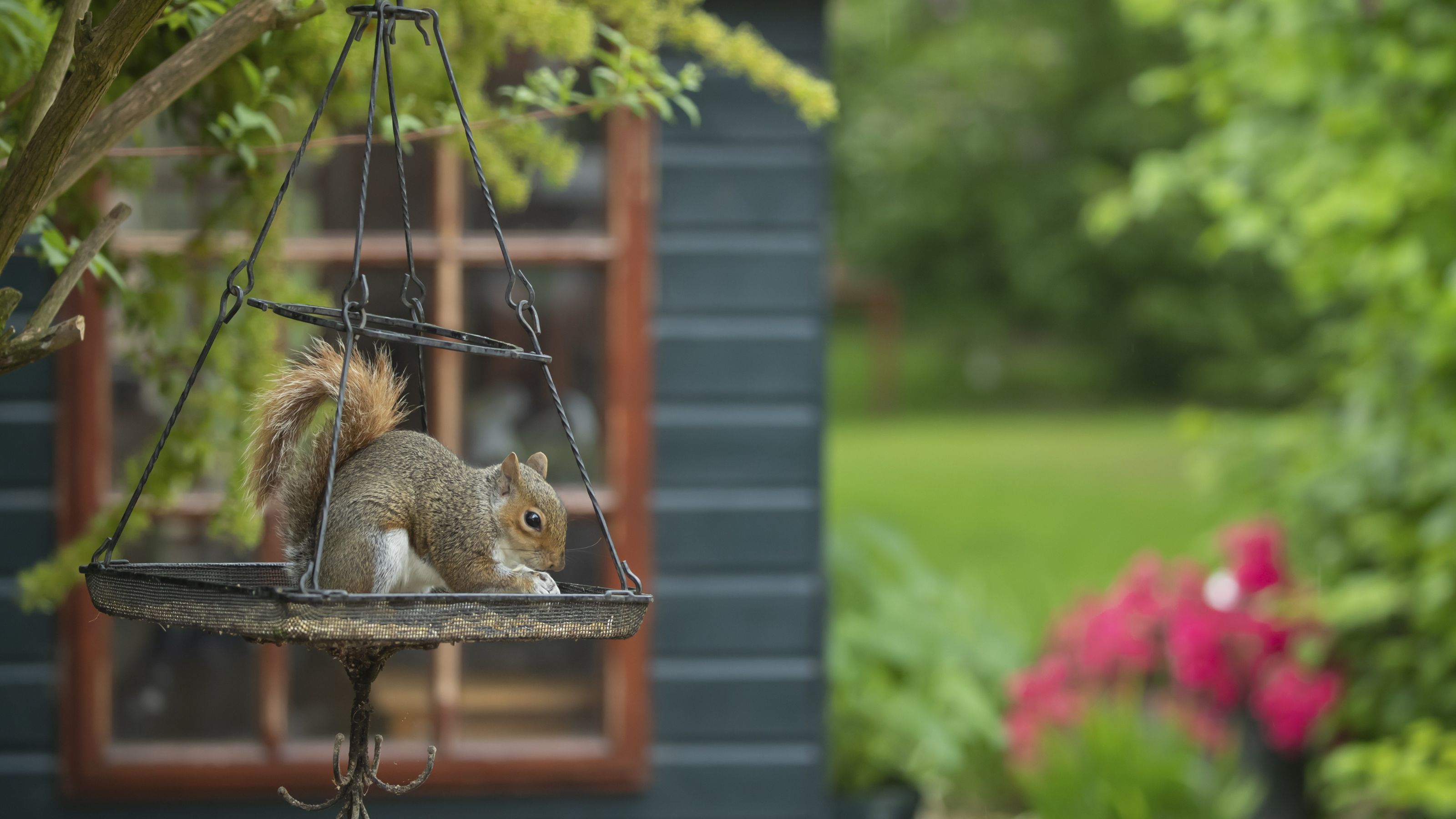 Grey squirrel eating from hanging bird feeder in garden