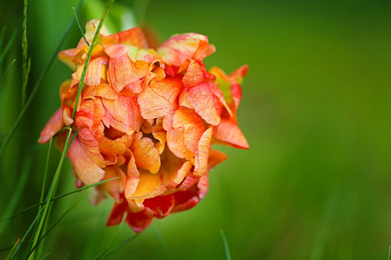 Orange Peony Tulip Flowers