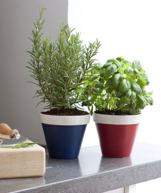 herbs planted in painted pots with a contrasting striped rim