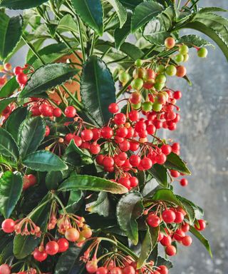 Dwarf Burford Holly shrub with red berries