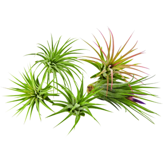 It Blooms 5 Pack Tillandsia Air Plants Assorted Ionantha Species 