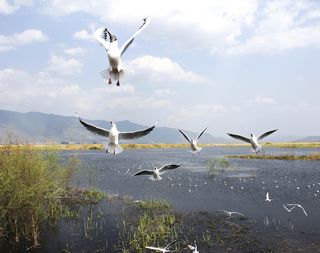 sea birds