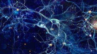 neuron, brain cell, brain