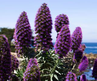 Echium, purple flowers