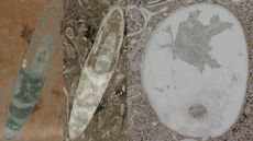 Lengthwise (left, middle) and cross-sectional (right) views of the fossil remains of what may be the oldest cephalopod on record.