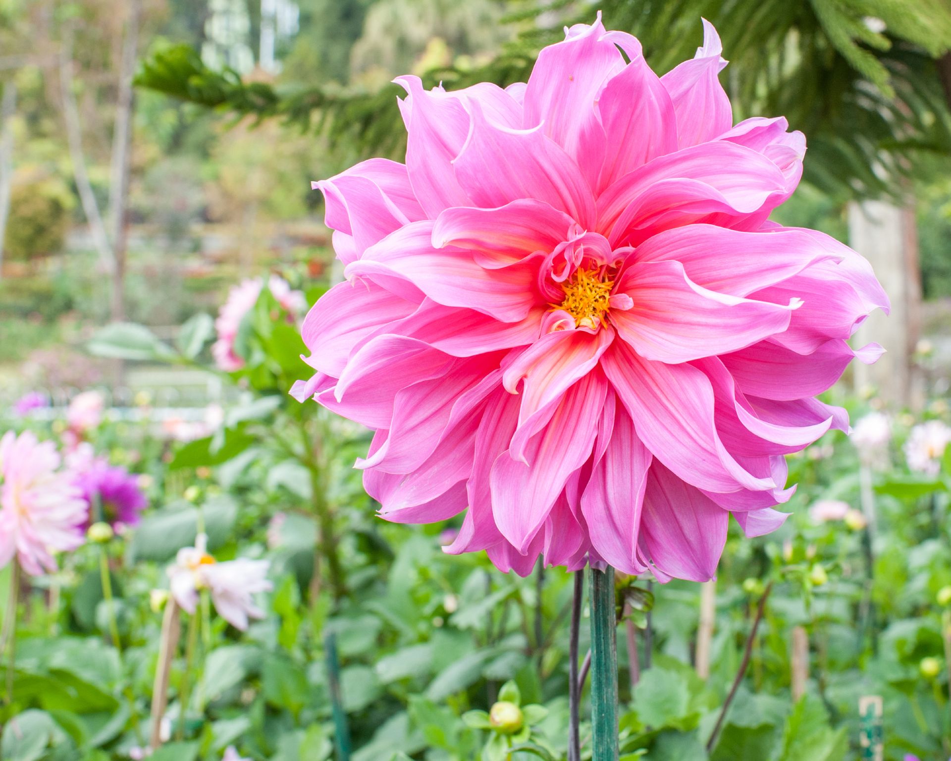 pink dinnerplate dahlia flower needing staking for support