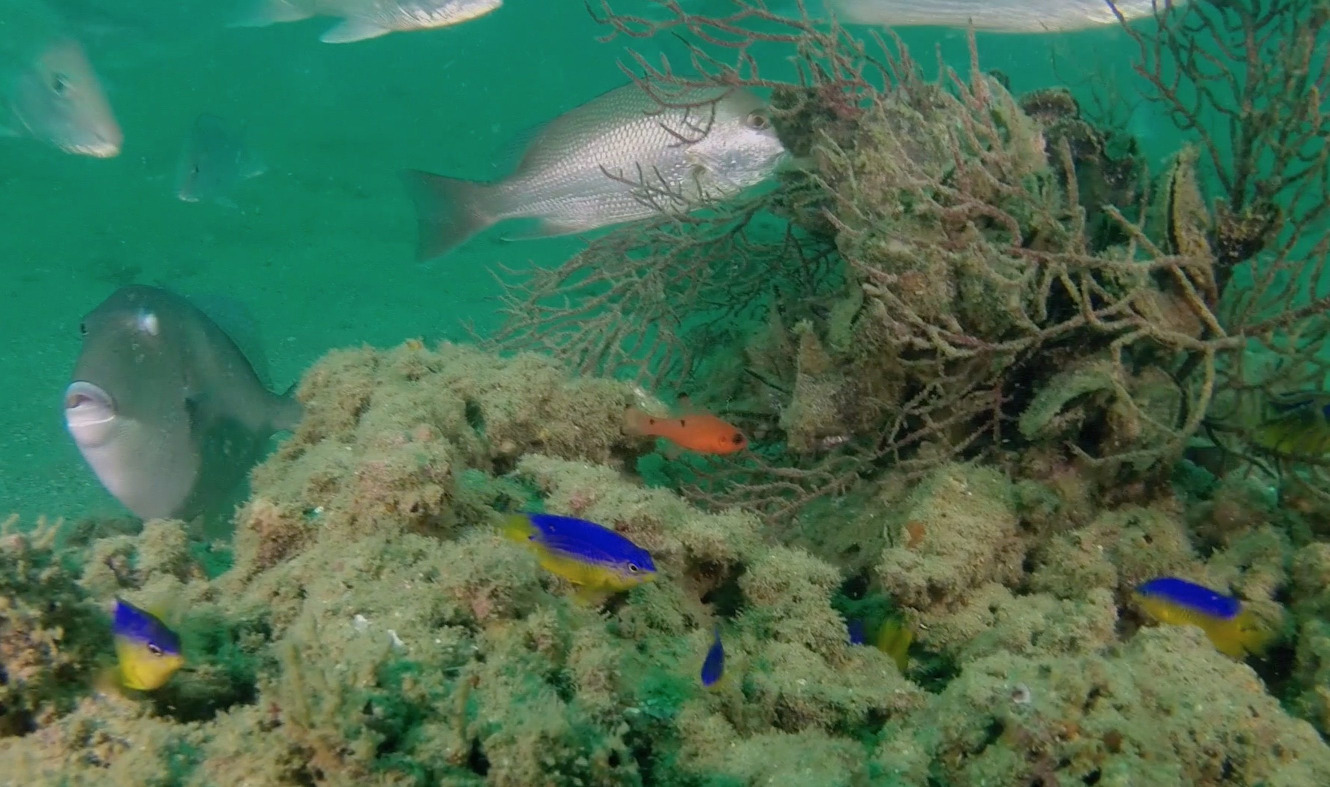 Primeval Underwater Forest