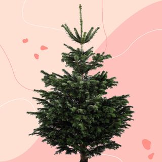 Aldi real Christmas tree on pink background