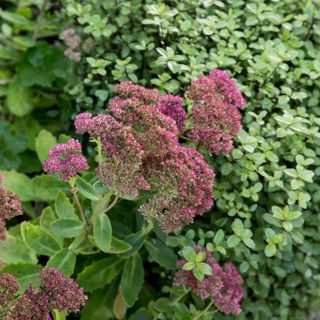 Pink flowering sedum in garden