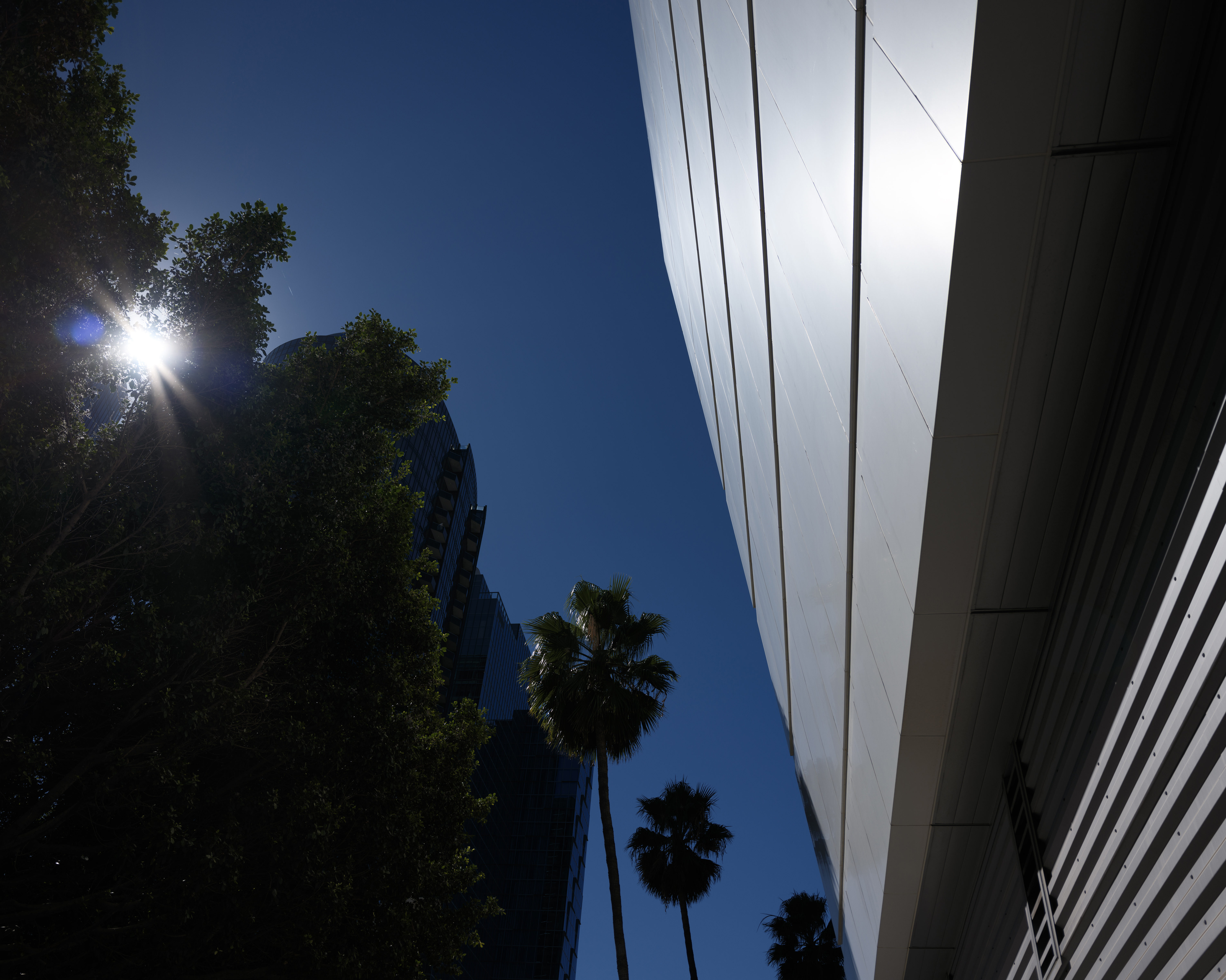 Palm trees and sun flare, edited in Adobe Camera RAW with the glow slider