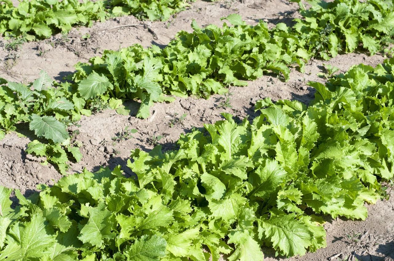 Rows Of Green Crop And Dry Dirt