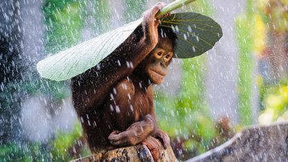 (c) Andrew Suryono, Indonesia, Entry, Nature and Wildlife Category, Open Competition, 2015 Sony World Photography Awards Image title: Orangutan in The RainImage description: I was taking pict