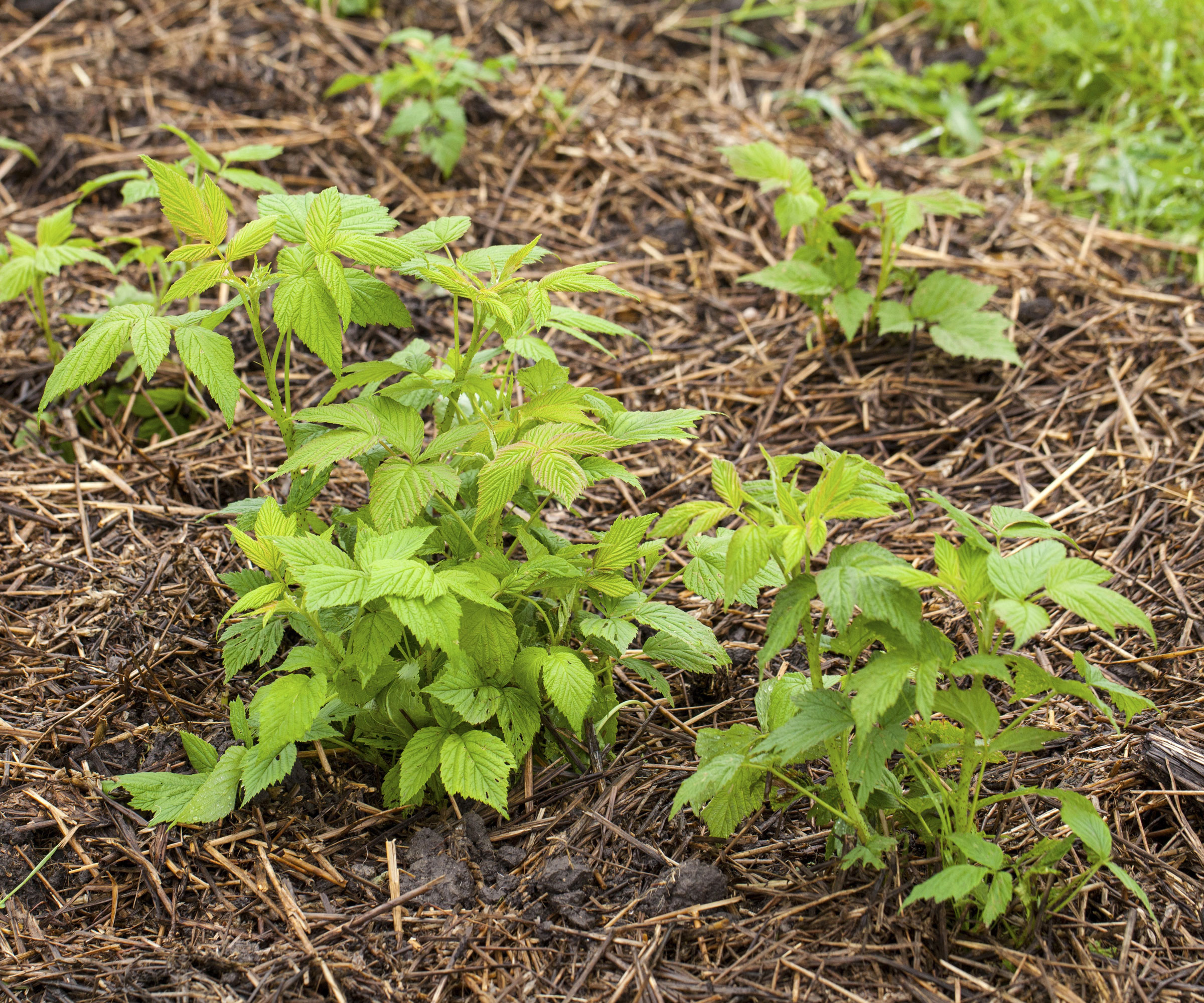 young raspberry plants surrounded with straw mulch