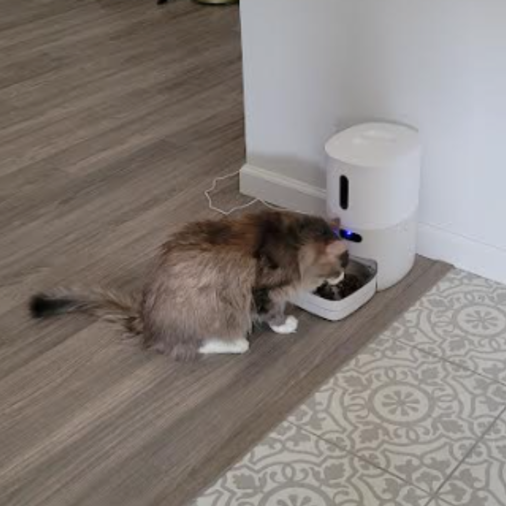 Rashmi's cat Max eating food from the Pawsync Smart Pet Feeder, one of the best automatic pet feeders