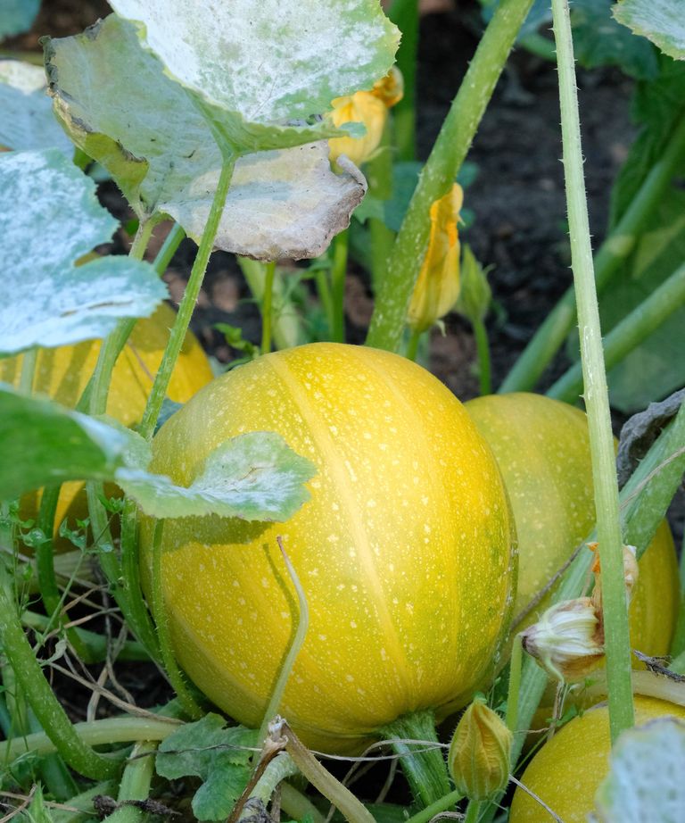 How to grow spaghetti squash: from seed to harvest