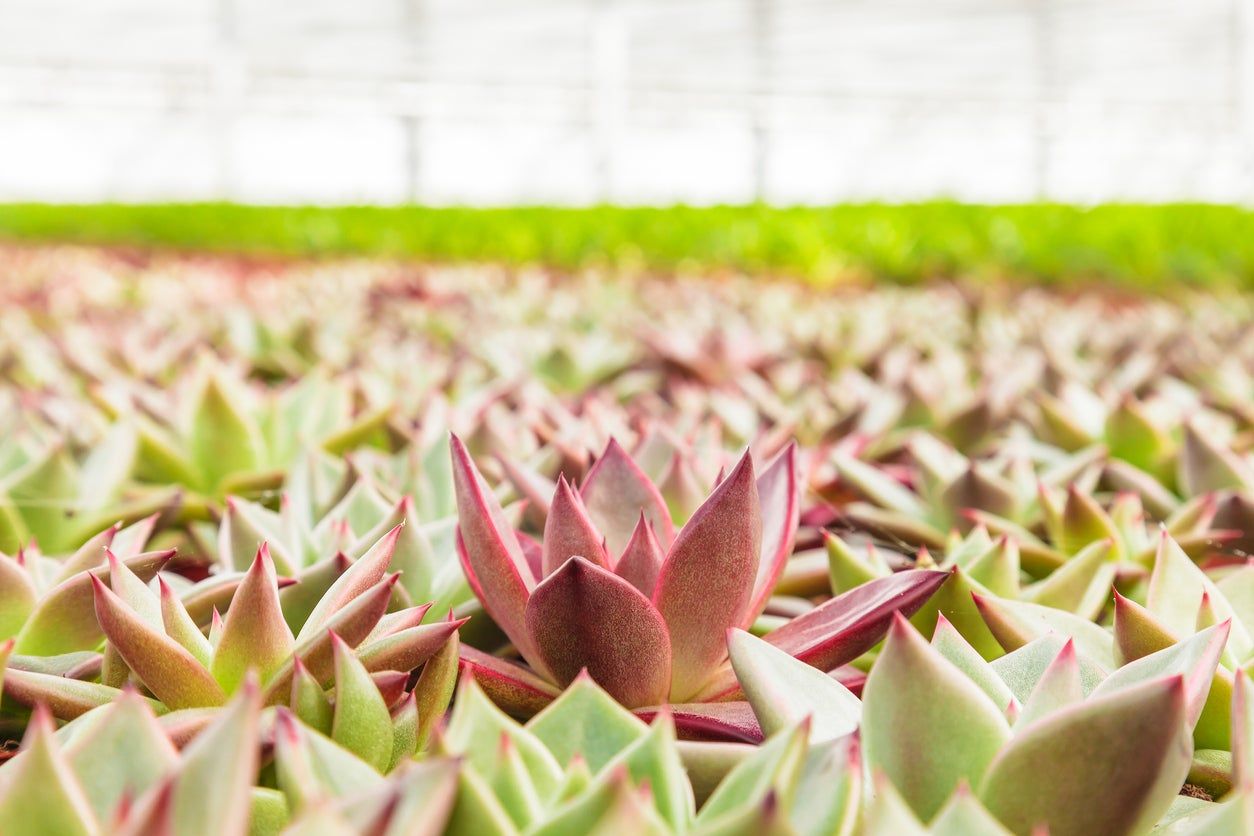 greenhouse succulents