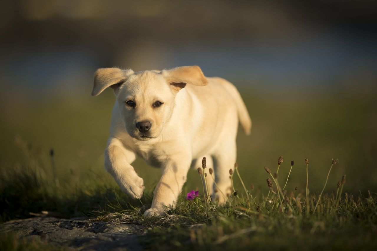 Labrador puppy, walking outdoors, Doolin, Clare, Ireland