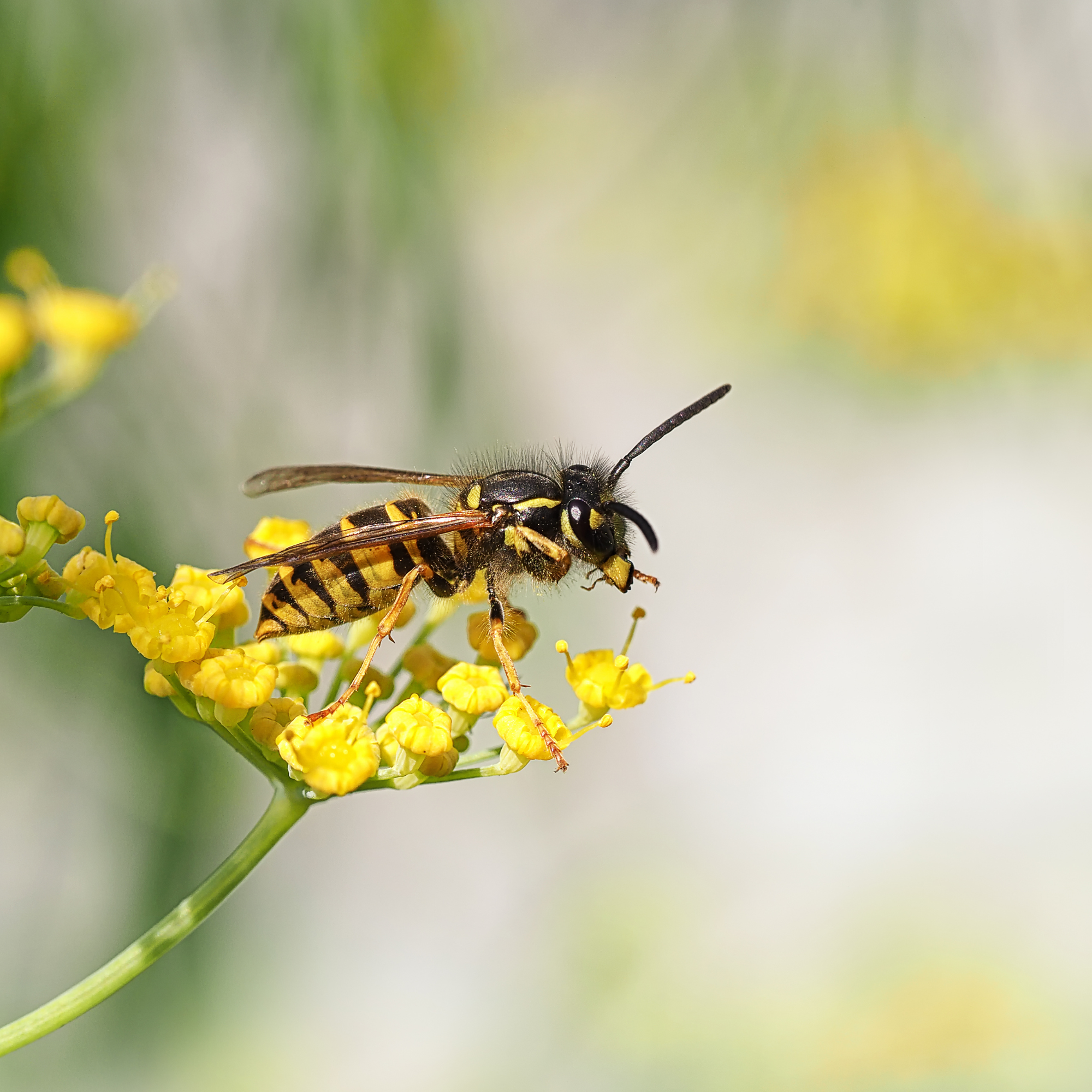 Close-up of a wasp on a yellow flower.