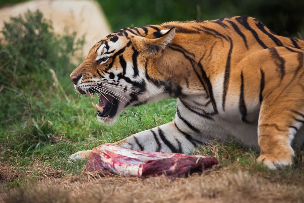 Hungry for Humans: What's Behind Deadly Animal Attacks? | Live Science