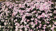 Clematis montana in bloom with masses of pink flowers