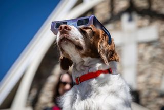 Mizar the dog awaits the total eclipse.