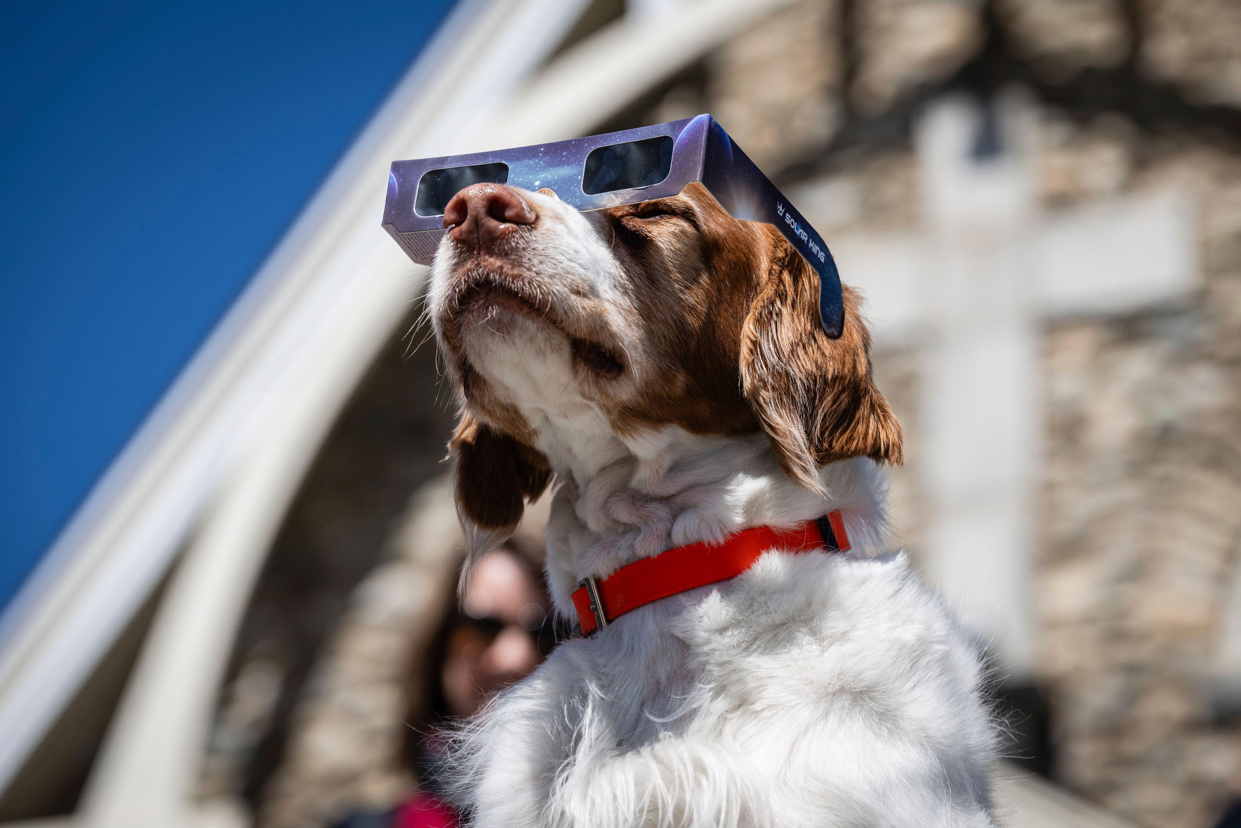 El perro Mizar espera un eclipse total.