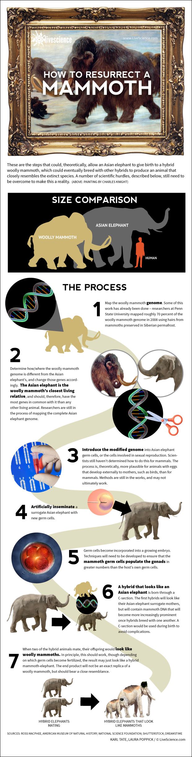 How to Bring Back the Woolly Mammoth (Infographic) | Live Science How to Bring Back the Woolly Mammoth (Infographic) | Live Science