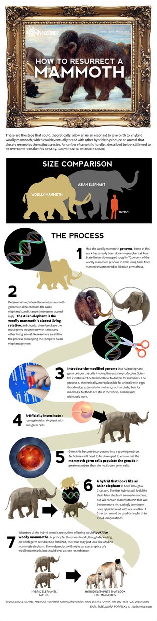 Infográfico: como os cientistas planejam criar mamutes lanosos a partir de elefantes.