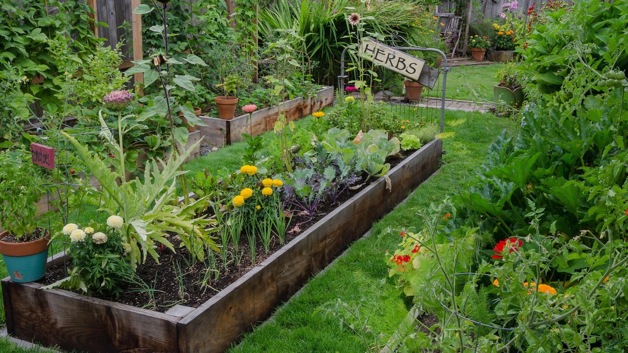 A raised bed filled with herbs and vegetables is nestled in the center of two other narrow gardens