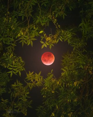 Astrophotographer Yuri Beletsky captured the blood moon peeking through some foliage during a break in the cloud-covered sky over Santiago, Chile.