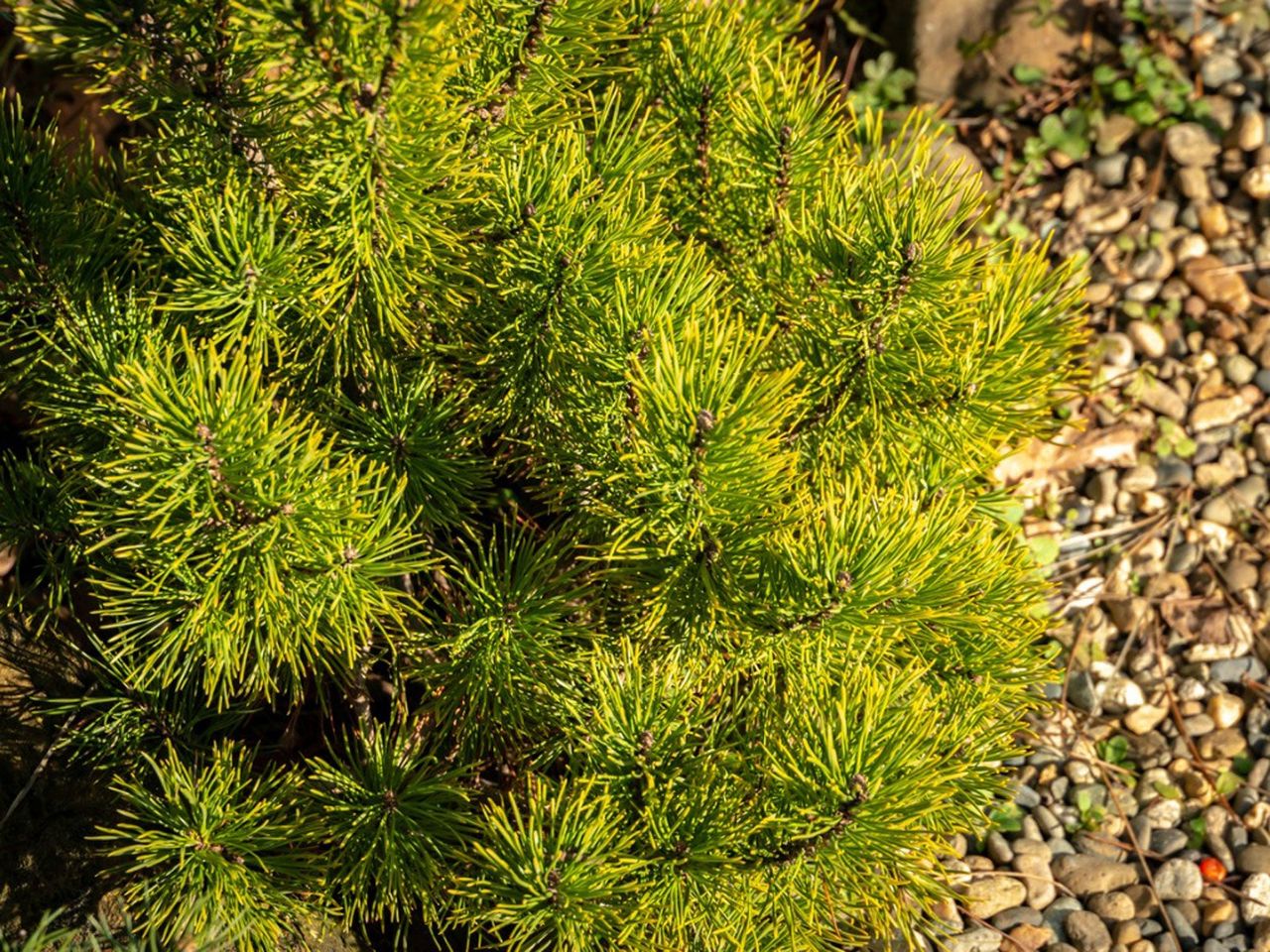 Mugo Pine Tree