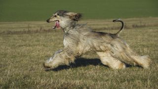 Afghan hound running