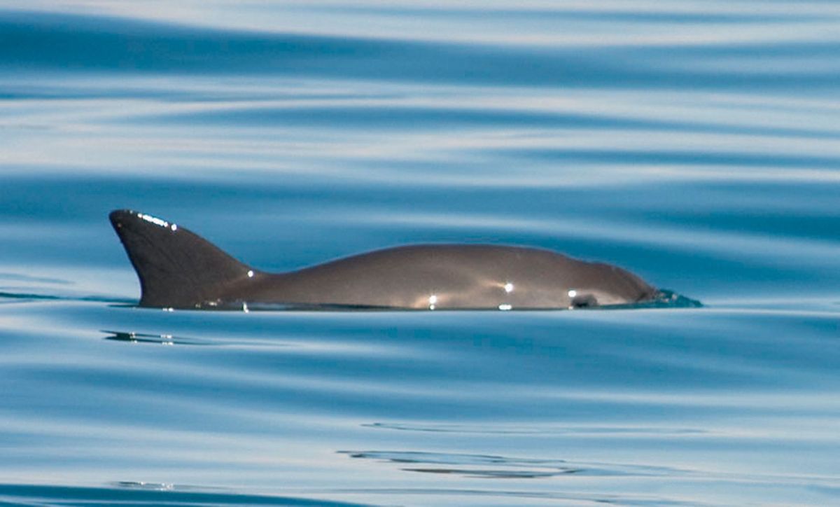 Small porpoises called vaquitas (&lt;em&gt;Phocoena sinus&lt;/eM&gt;) are found only in the northern Gulf of California.