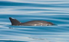 Small porpoises called vaquitas (<em>Phocoena sinus</eM>) are found only in the northern Gulf of California.