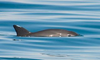 Small porpoises called vaquitas (<em>Phocoena sinus</eM>) are found only in the northern Gulf of California.