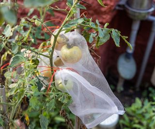 A mesh bag protecting tomatoes from pests