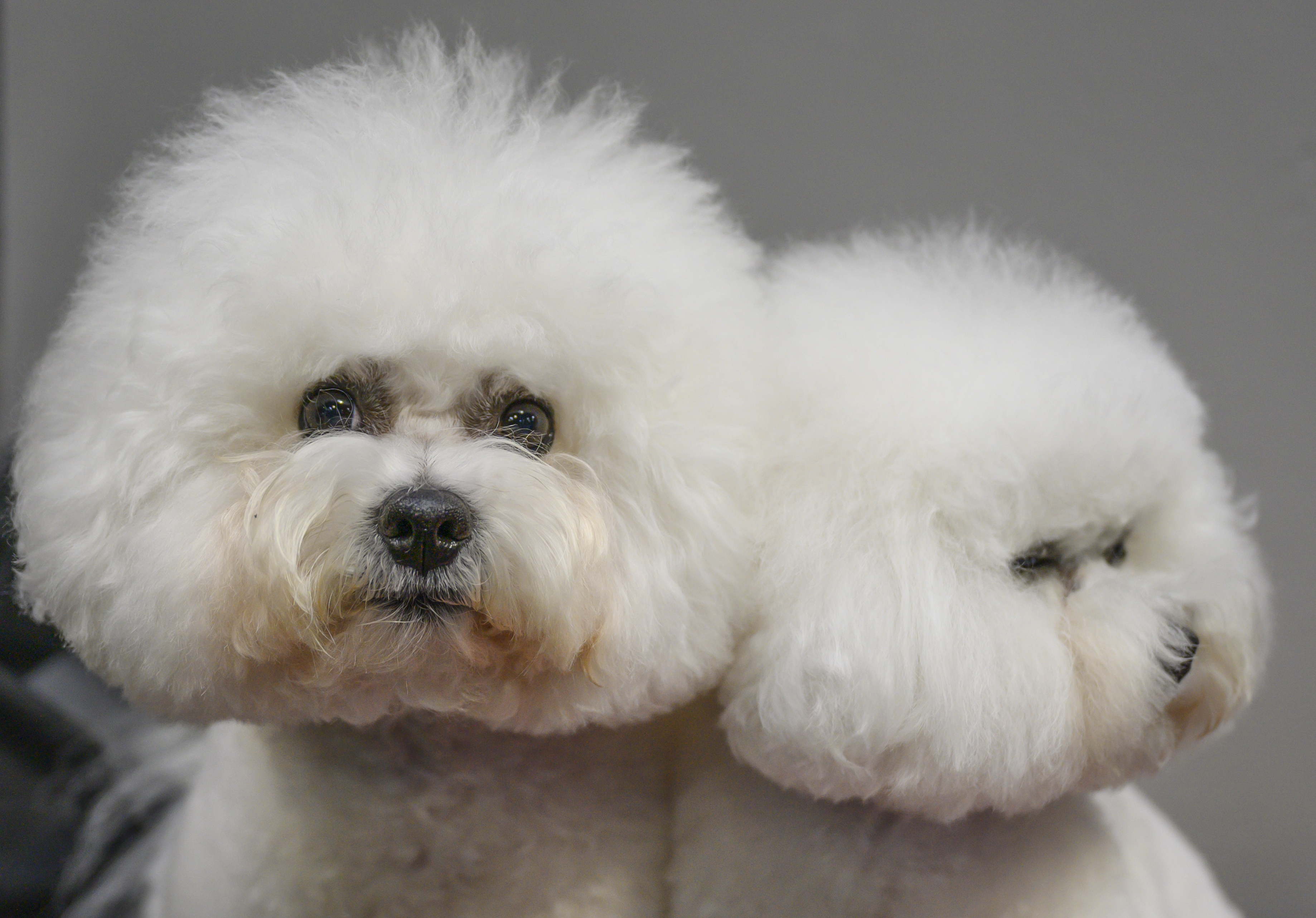A pair of Bichon Frise dogs at Crufts