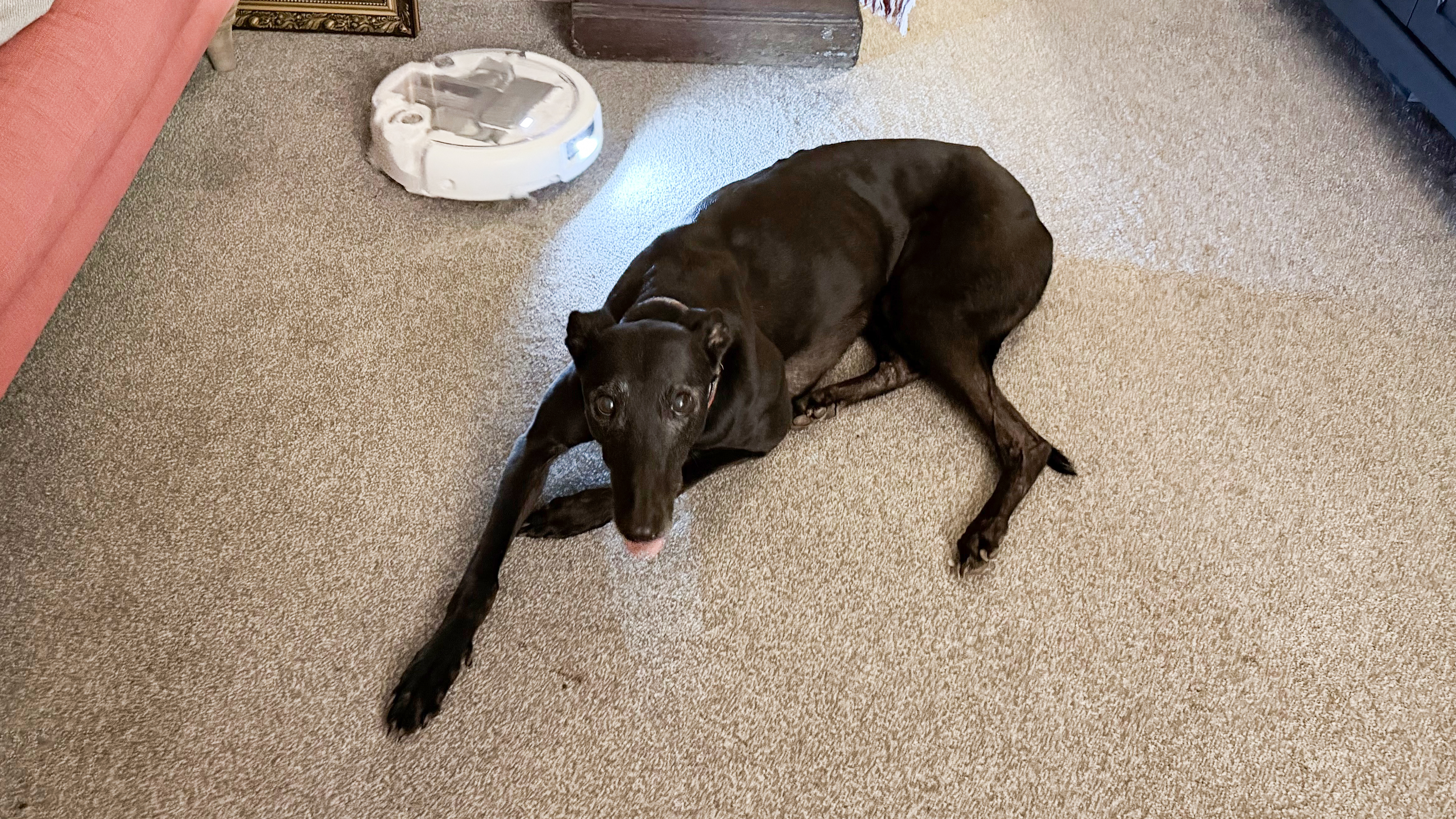 The DJI Romo P avoiding a dog