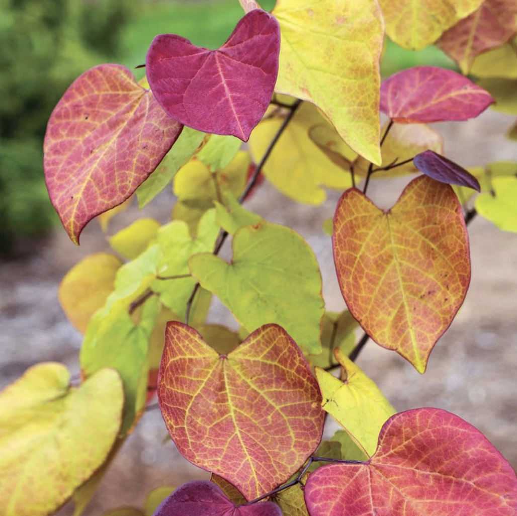 Bloomables&amp;reg; Flame Thrower&amp;reg; Redbud Tree