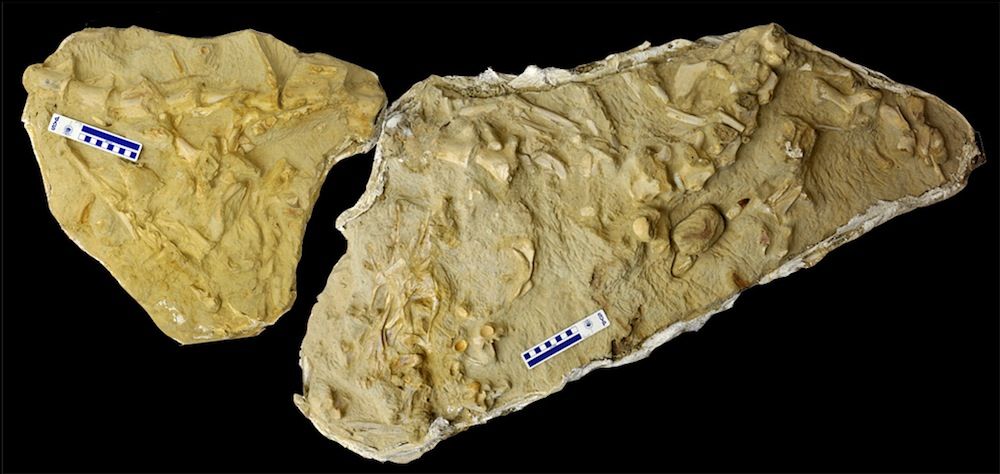 Mosasaur with other mosasaurs in its gut