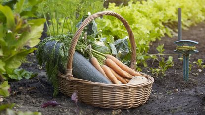 A harvest of crops from a vegetable garden