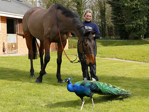 past Grand National winners Mon-Mome-now