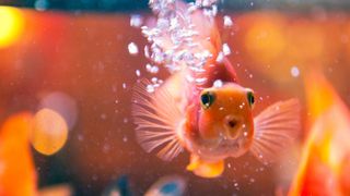 Gold fish blowing bubbles