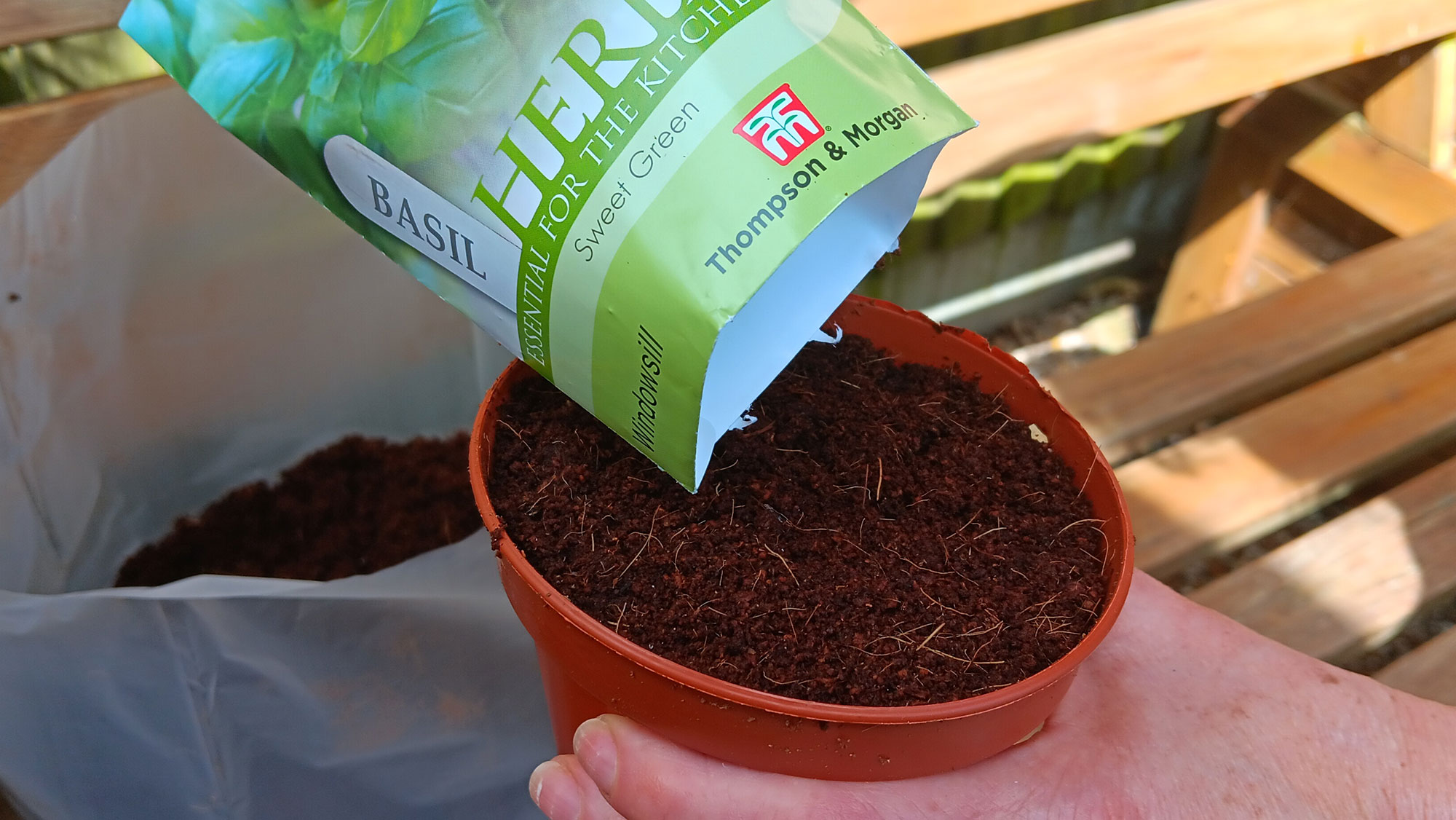 Sow basil seeds in coconut soil